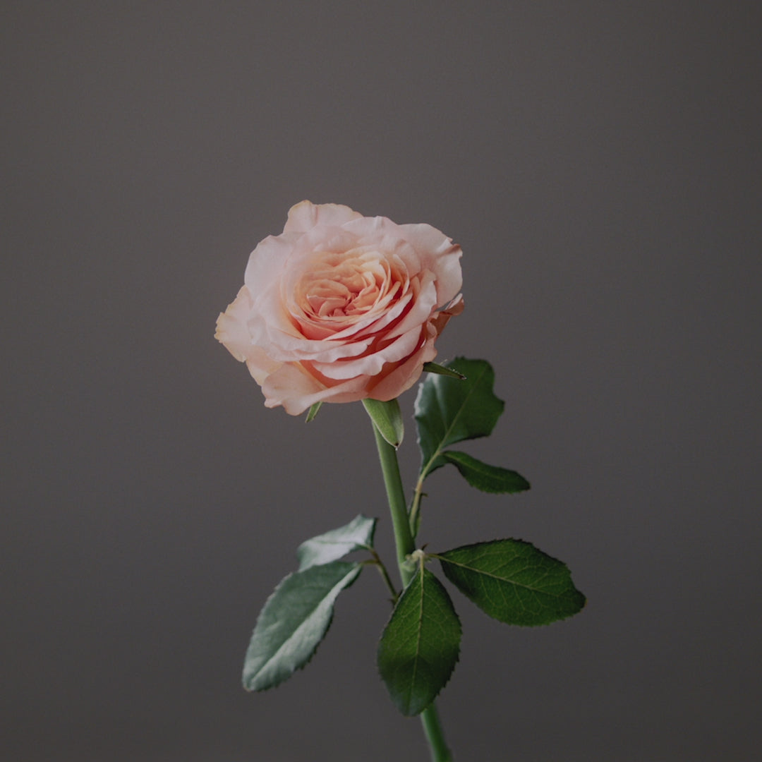 【新品】ラブクロム コーム（R）K24GPツキ ゴールド Amazon | ラブクロム (R)K24GPツキ ゴールド [公式ショップ] お